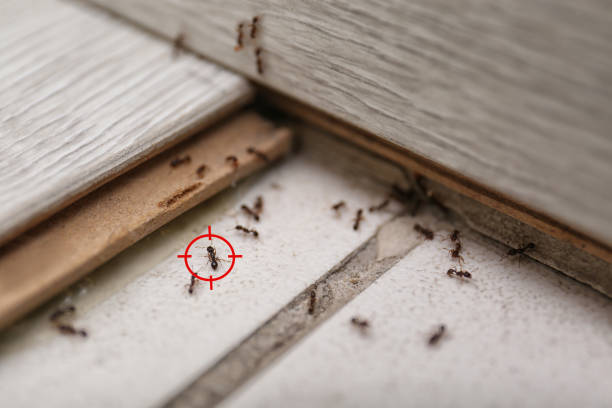 Best Pest Removal Services  in Skiato, OK