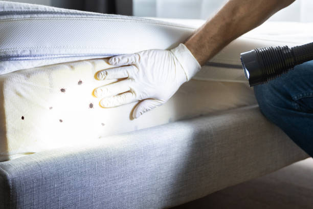 Best Termite Control Services  in Skiato, OK